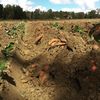broke_nc_farmer