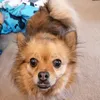 sprocky31