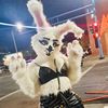 bettie_bunnie