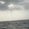 jamalo_14