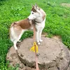 _happyhusky_