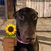 lejade67
