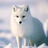 foxintundra