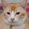 orangbiasa_362