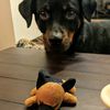 ava.the.rottie