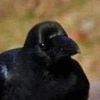 chaoticcrow00
