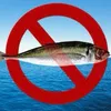 _all_fish_should_drown_