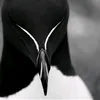 ctgbmdang