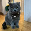 sweedymotanelul