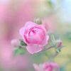 .•♫•♬• تهاني •♬•♫•.