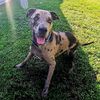 Bubba the Catahouligan