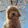 boopwithmarley
