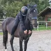 horse_tati