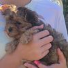 churro.the_dog