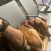 planes_trains_and_doggos