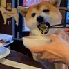 tired_breef