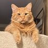 crazy_cat_house_3