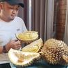 ozannursery Bibit durian