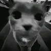 ainopelkone