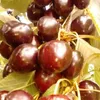 ballajeti