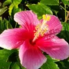 hibiscus102