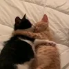 nuy_062