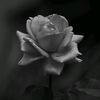 user78474089192963