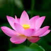 thu_trinh12