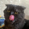 simusya_cat