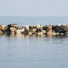 marinatiroli0