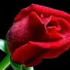 user2805079016442