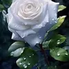 user77967145085368