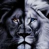 dramera05