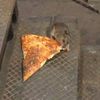 pizzarat452