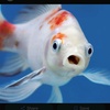 googlefishimage