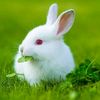 rabbit.rabit