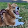 rockythecorgii