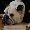 bossdogbeki
