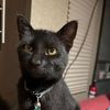 lifeofmeowser