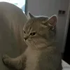 enjel.alleje