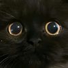 siimot_