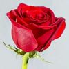 yasmine77787