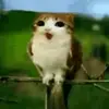 creygy