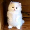 rawanamr464