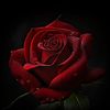 geenaroses