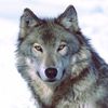 old.wolf085