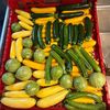 cucumberpiper