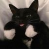 sheluvvcats_