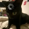 05z.tnmeow