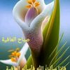 sayedmahmoudaya